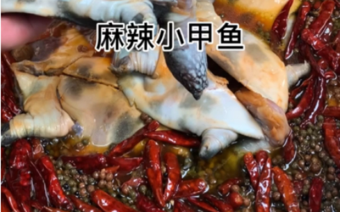 河南正宗麻辣甲魚技術(shù)培訓(xùn)