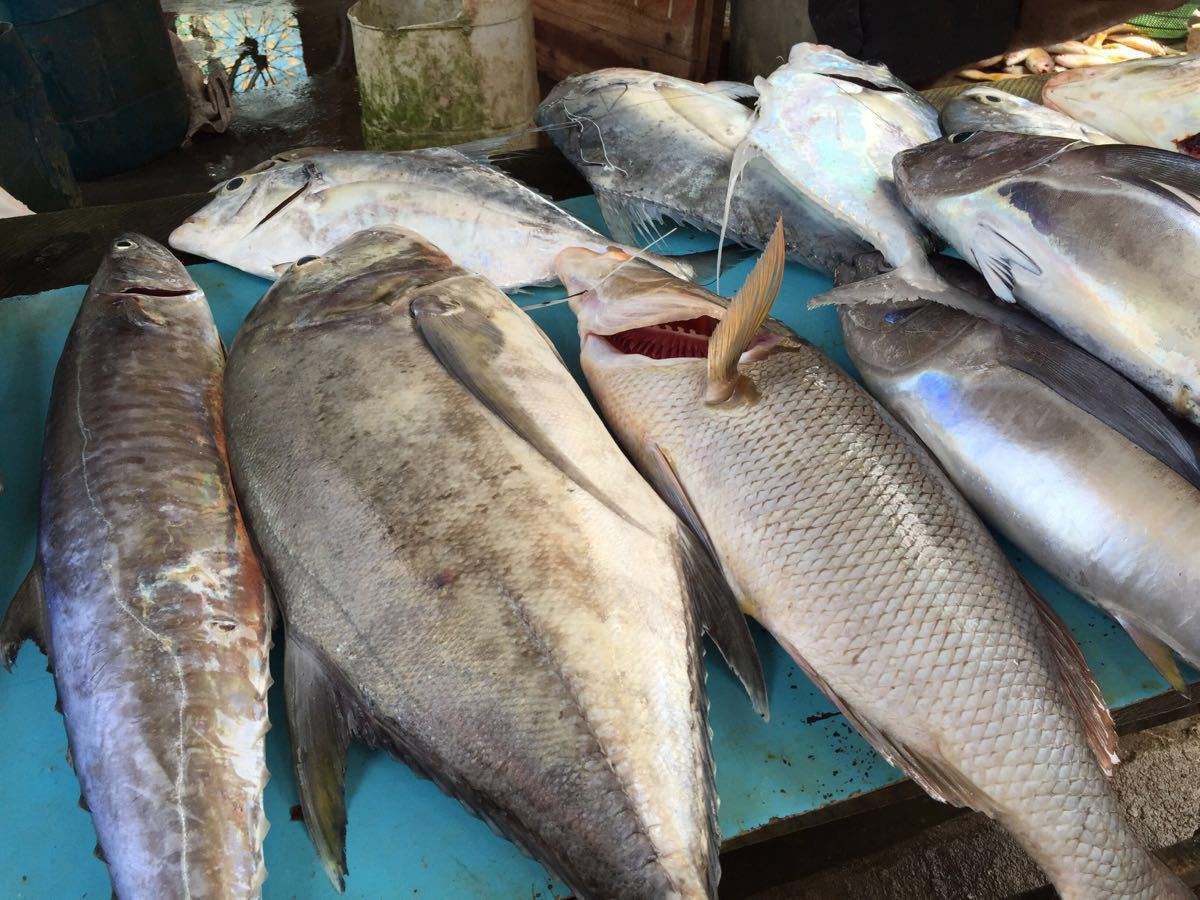 各地魚市良好，流通商暫時不缺魚！