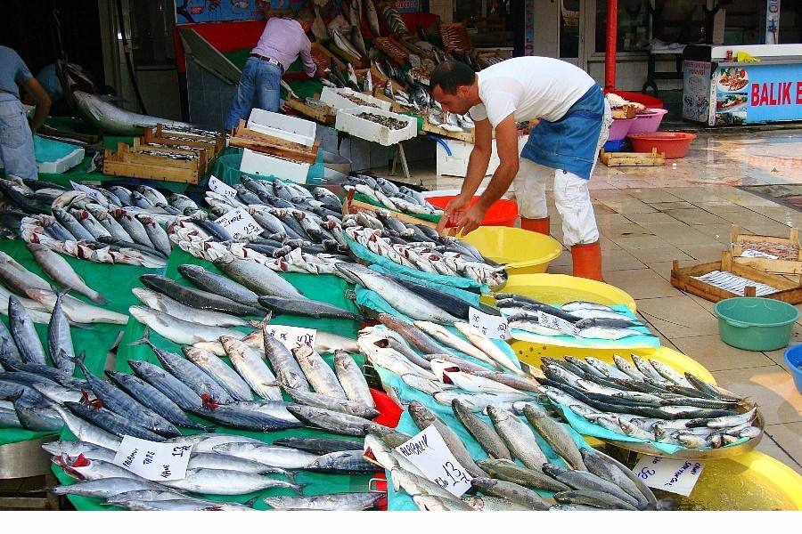 各地魚市良好，流通商暫時不缺魚！